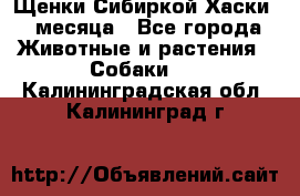 Щенки Сибиркой Хаски 2 месяца - Все города Животные и растения » Собаки   . Калининградская обл.,Калининград г.